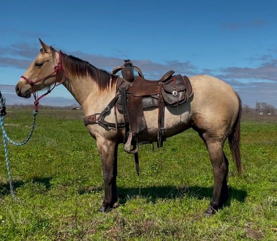 Image for Southwest Horse Sale Spring Catalog Sale - SATURDAY MARCH 22ND - Bush, LA