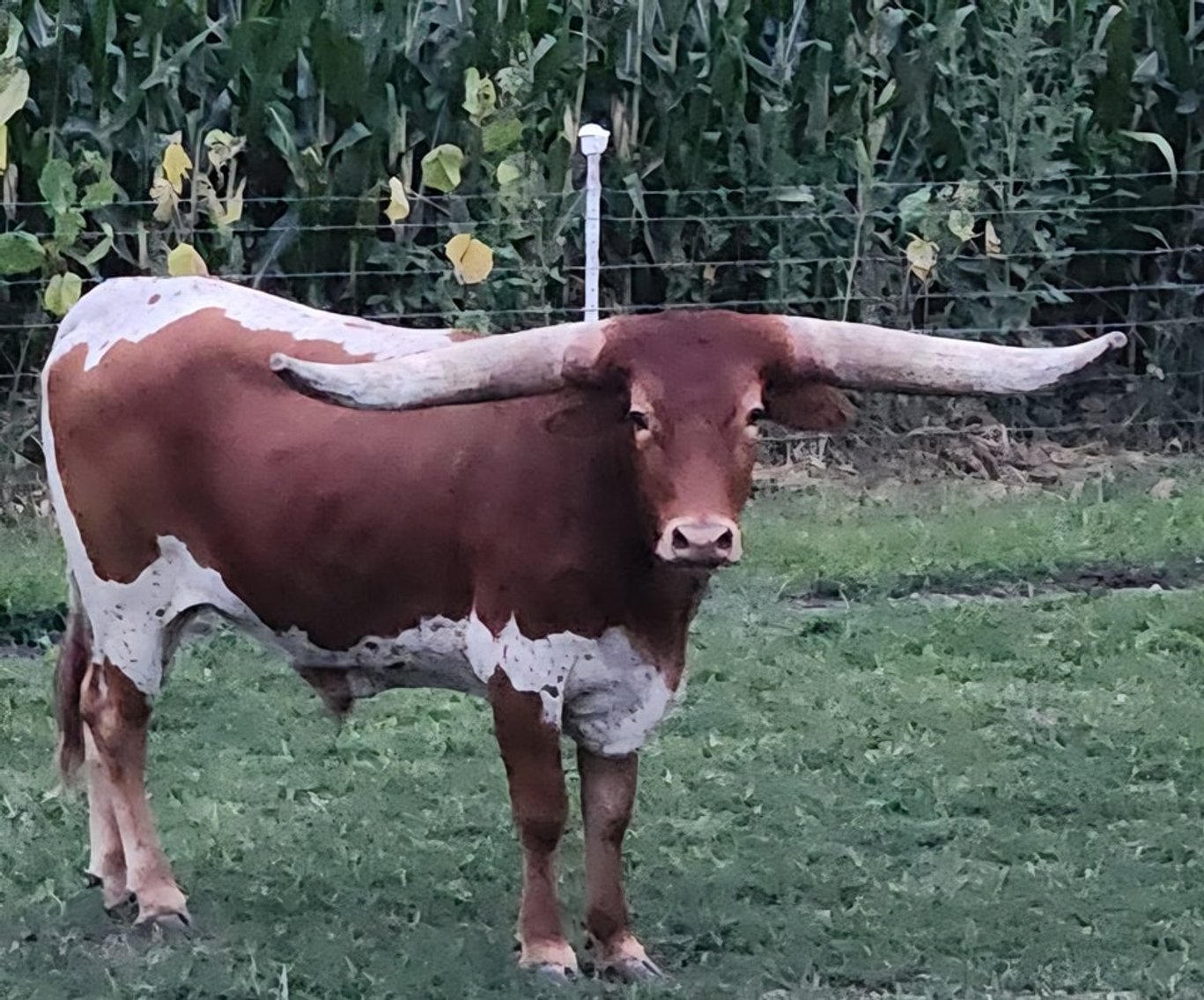 Image for Colfax Iowa Horse Sale - SUNDAY, MARCH 16TH