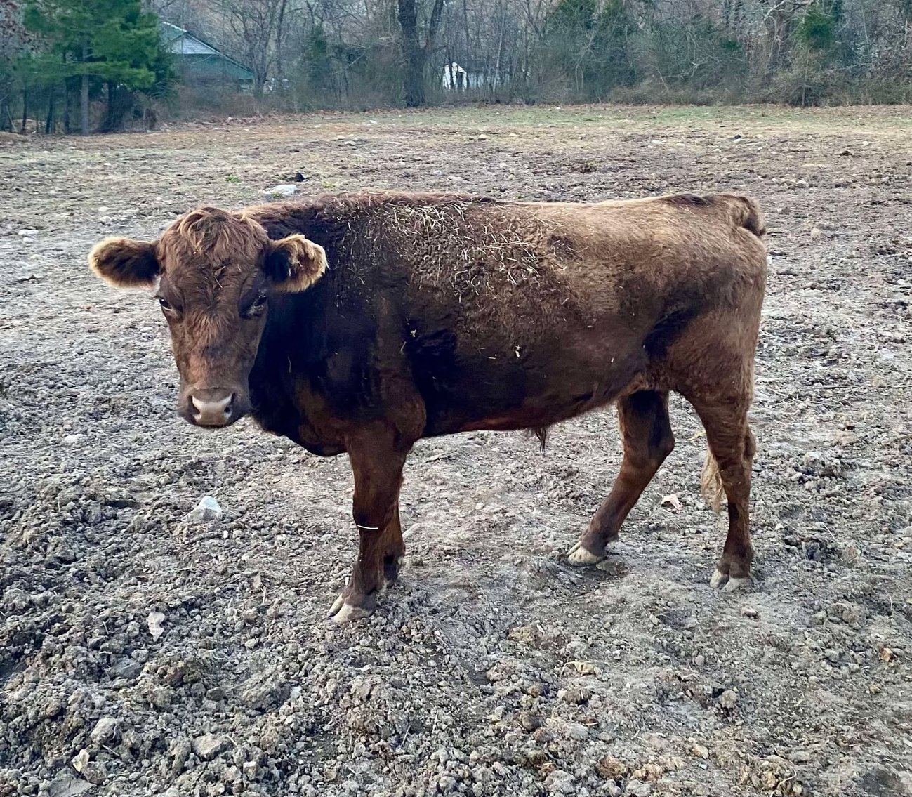 Image for Mize Horse Sale  - SATURDAY, MARCH 29TH - Mize, Mississippi