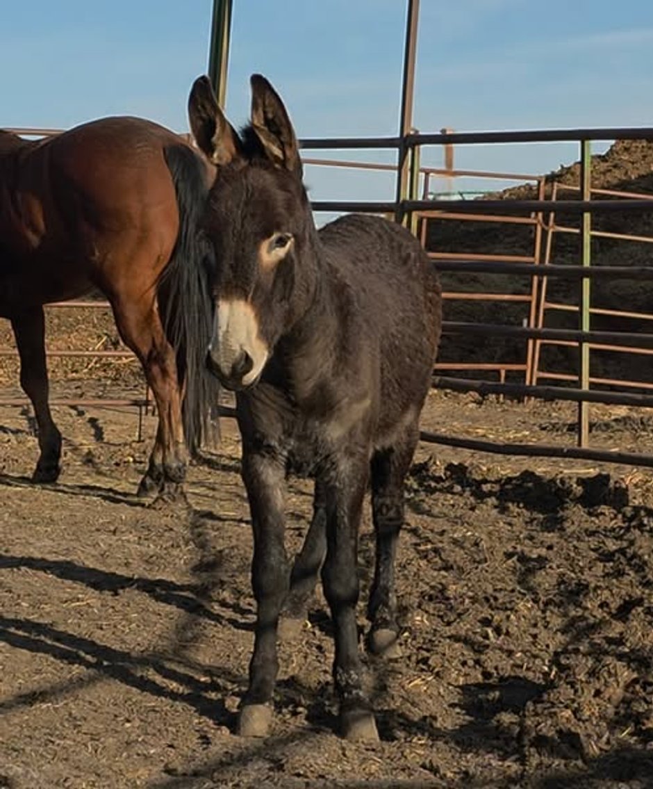 Image for Colfax Iowa Horse Sale - SUNDAY, MARCH 16TH