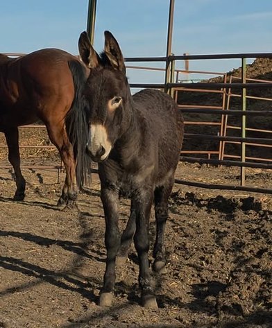 Image for Colfax Iowa Horse Sale - SUNDAY, MARCH 16TH