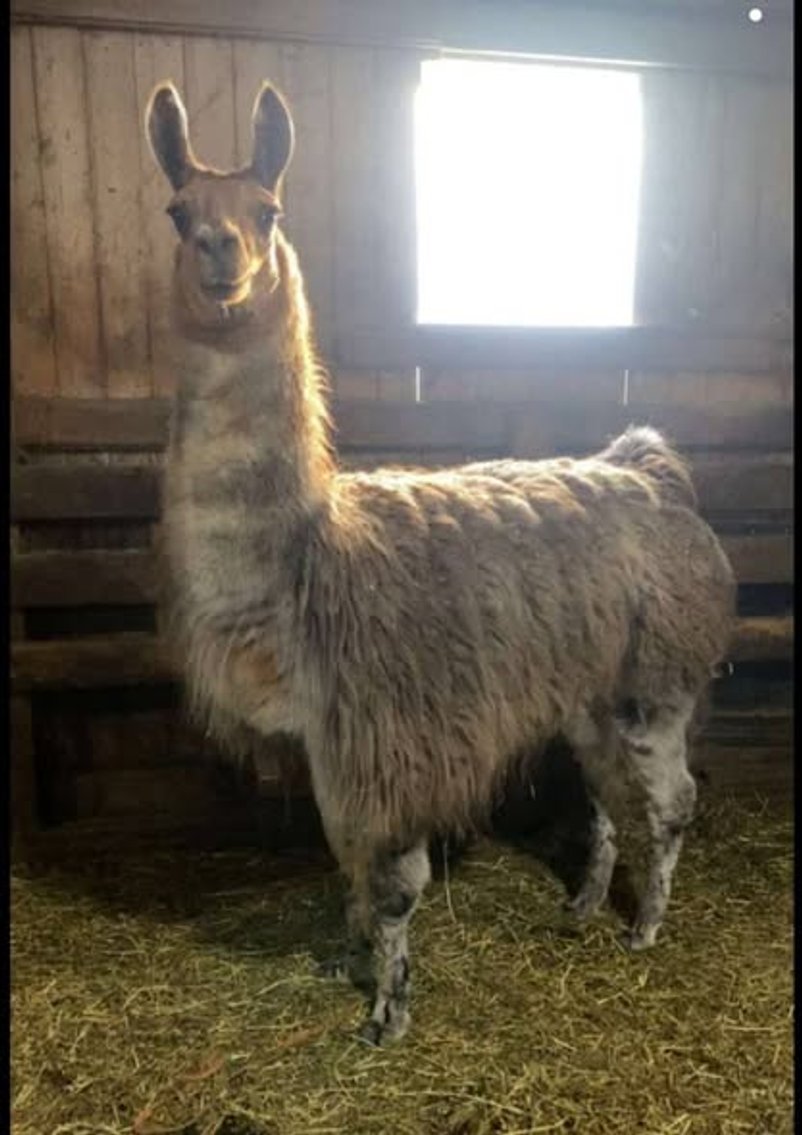 Image for Colfax Iowa Horse Sale - SUNDAY, MARCH 16TH