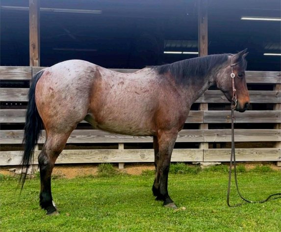 Image for Southwest Horse Sale Spring Catalog Sale - SATURDAY MARCH 22ND - Bush, LA