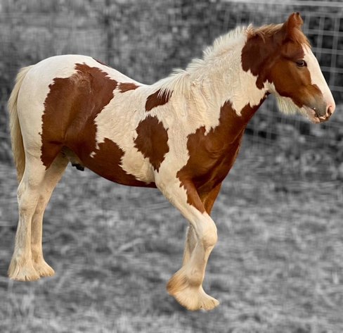 Image for Waverly Horse Sale - Horses Day Two FRIDAY, MARCH 28TH - Waverly, Iowa