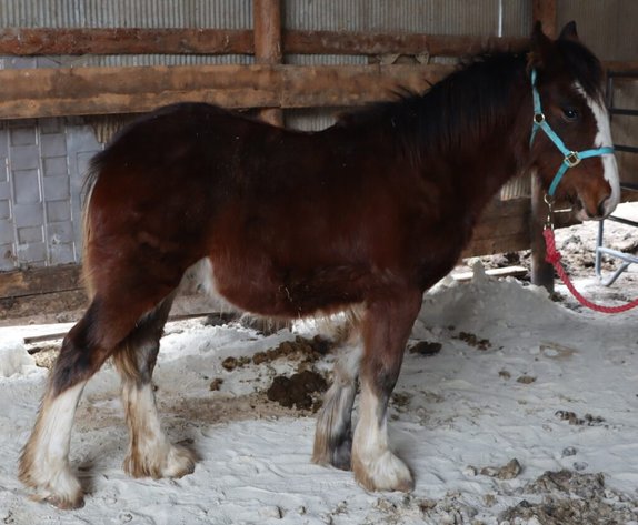 Image for Waverly Horse Sale - Horses Day Two FRIDAY, MARCH 28TH - Waverly, Iowa