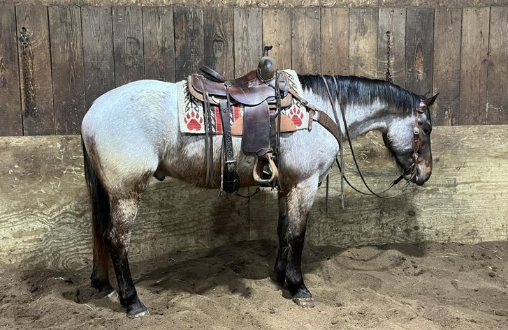 Image for Lueking Horse & Tack Sales Annual Spring Catalog Horse Sale - SATURDAY, APRIL 5TH - Du Quoin, Illinois