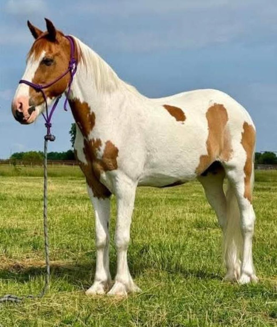 Image for Lueking Horse & Tack Sales Annual Spring Catalog Horse Sale - SATURDAY, APRIL 5TH - Du Quoin, Illinois