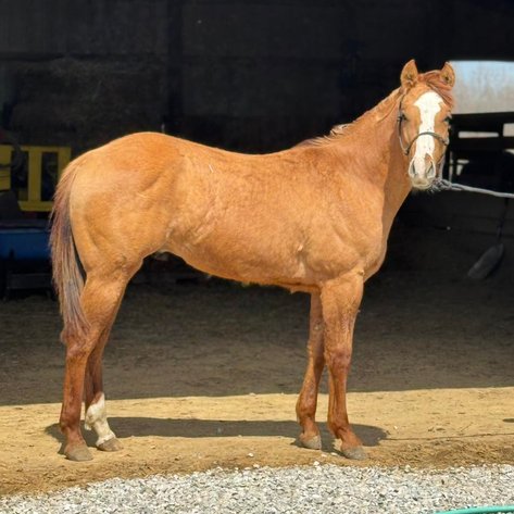 Image for Lueking Horse & Tack Sales Annual Spring Catalog Horse Sale - SATURDAY, APRIL 5TH - Du Quoin, Illinois