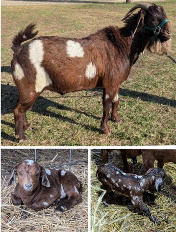 Image for Jones Livestock Auction THURSDAY APRIL 3RD -  Jones, Oklahoma