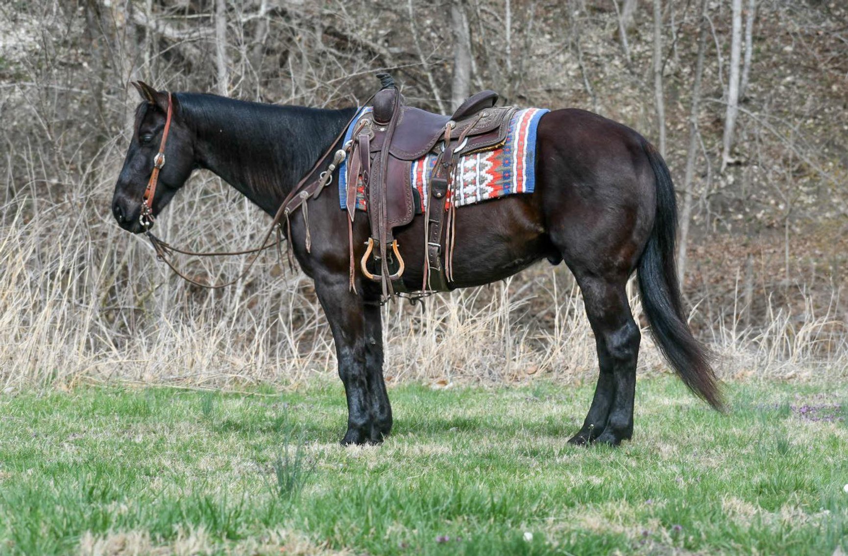 Image for Corsica Horse Sales Catalog Sale - SATURDAY, APRIL 5TH - Corsica, South Dakota