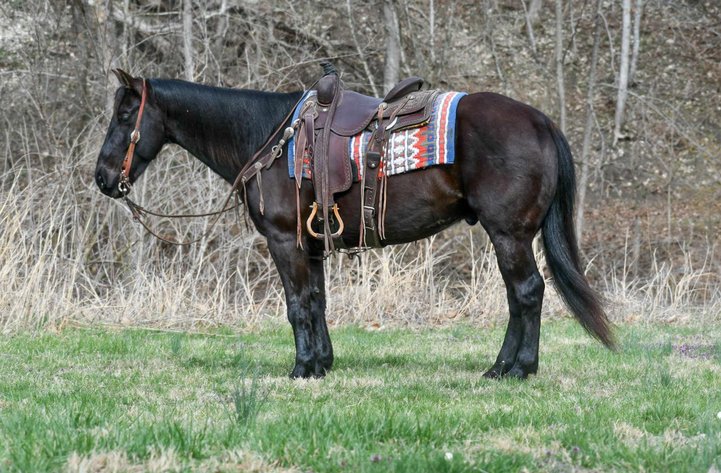 Image for Corsica Horse Sales Catalog Sale - SATURDAY, APRIL 5TH - Corsica, South Dakota