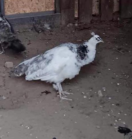 Image for Jones Livestock Auction THURSDAY APRIL 3RD -  Jones, Oklahoma