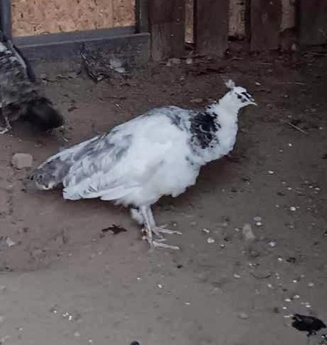 Image for Jones Livestock Auction THURSDAY APRIL 3RD -  Jones, Oklahoma