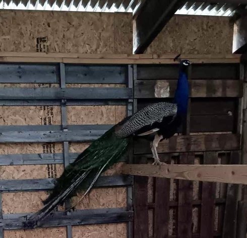 Image for Jones Livestock Auction THURSDAY APRIL 3RD -  Jones, Oklahoma