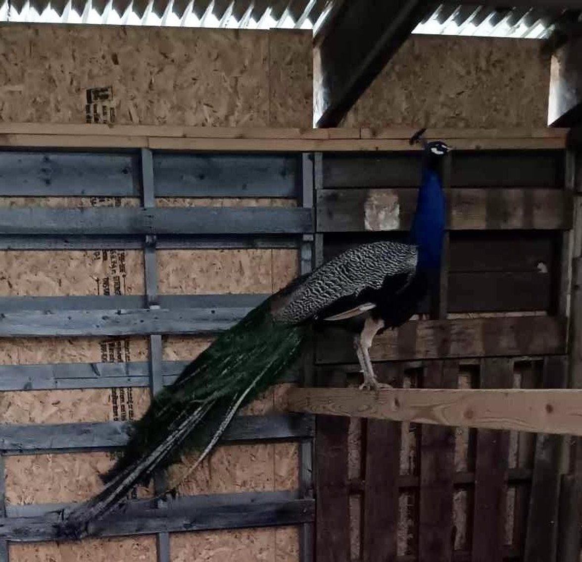 Image for Jones Livestock Auction THURSDAY APRIL 3RD -  Jones, Oklahoma