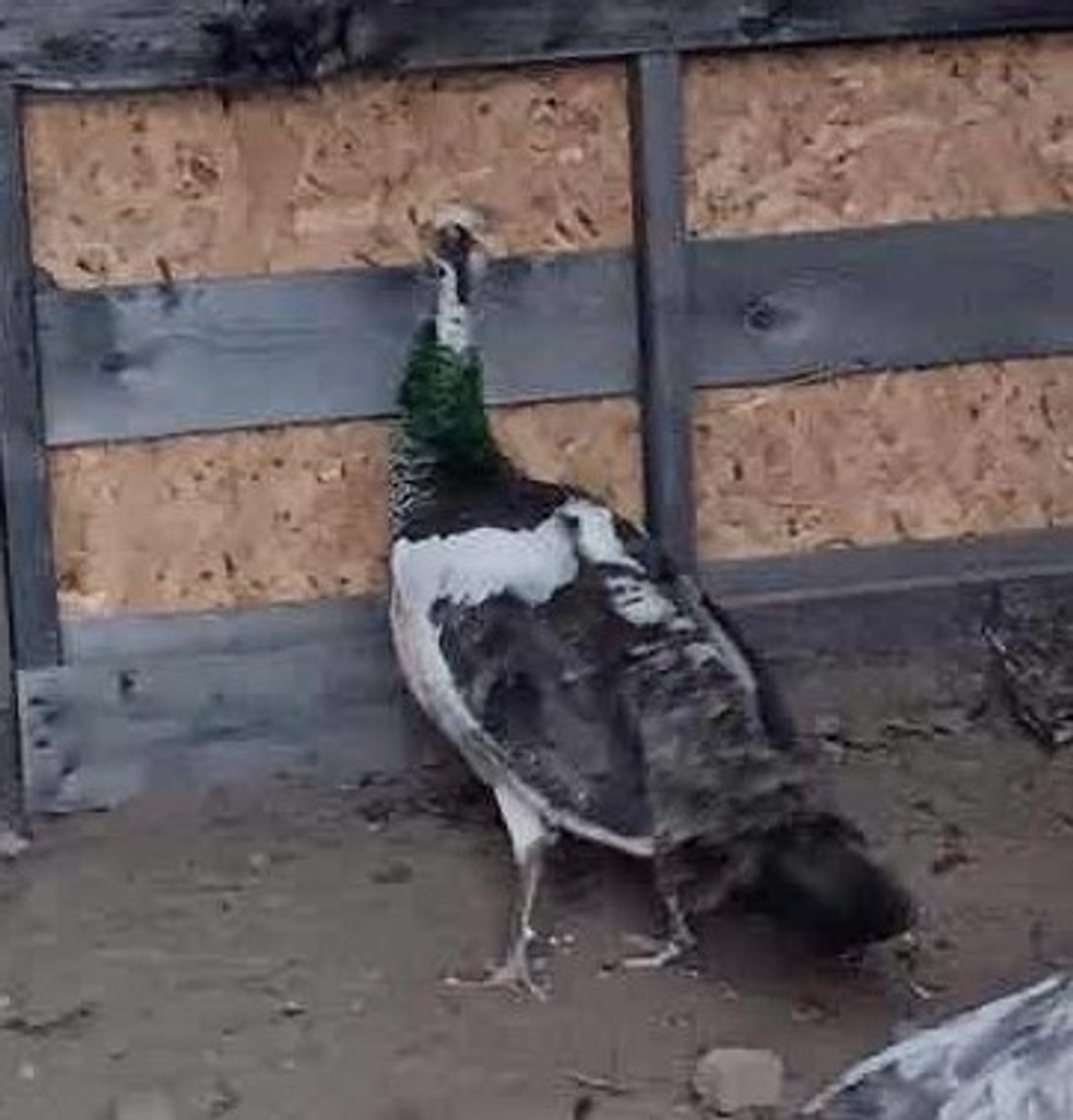 Image for Jones Livestock Auction THURSDAY APRIL 3RD -  Jones, Oklahoma