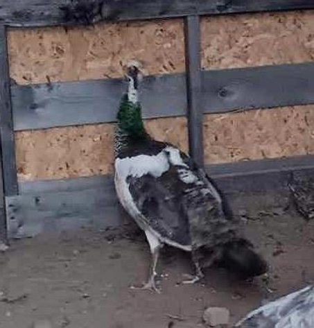 Image for Jones Livestock Auction THURSDAY APRIL 3RD -  Jones, Oklahoma