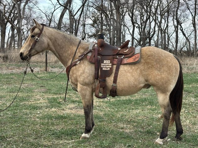Image for Corsica Horse Sales Catalog Sale - SATURDAY, APRIL 5TH - Corsica, South Dakota