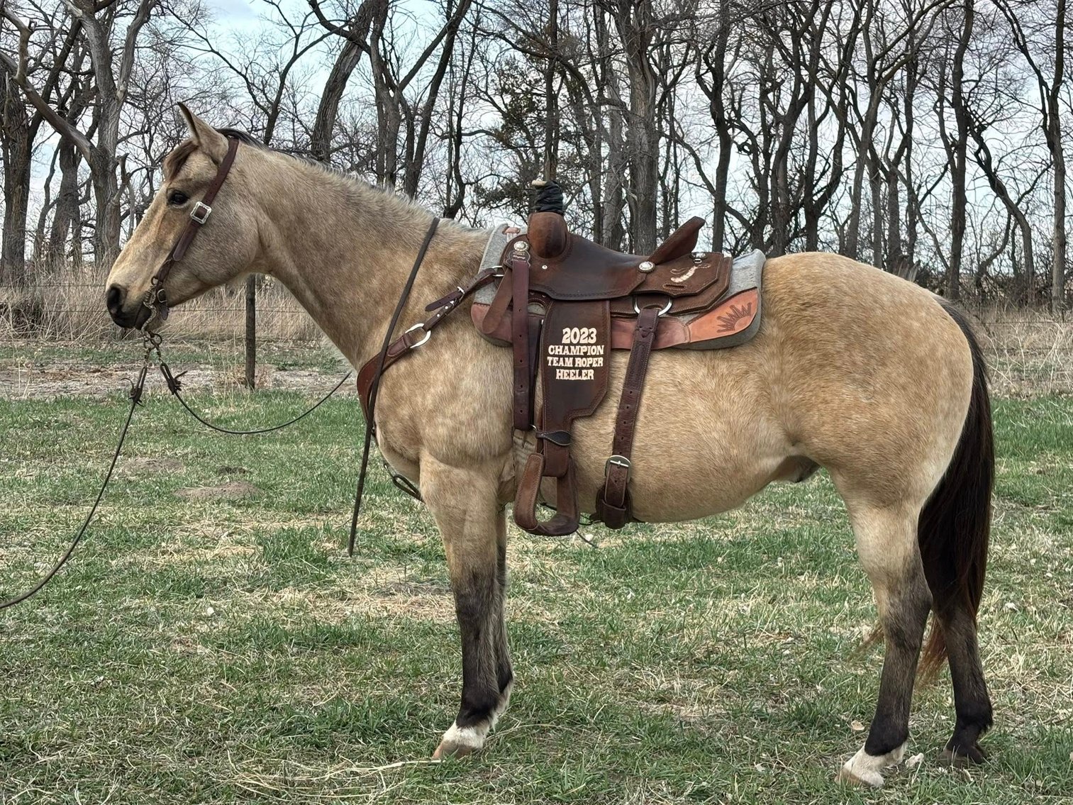 Image for Corsica Horse Sales Catalog Sale - SATURDAY, APRIL 5TH - Corsica, South Dakota