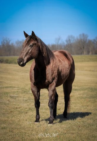 Image for Lueking Horse & Tack Sales Annual Spring Catalog Horse Sale - SATURDAY, APRIL 5TH - Du Quoin, Illinois