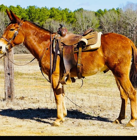 Image for Tennessee Mule Sales - Annual Mule Sale - Reese Bros. Lebanon TN April 26th