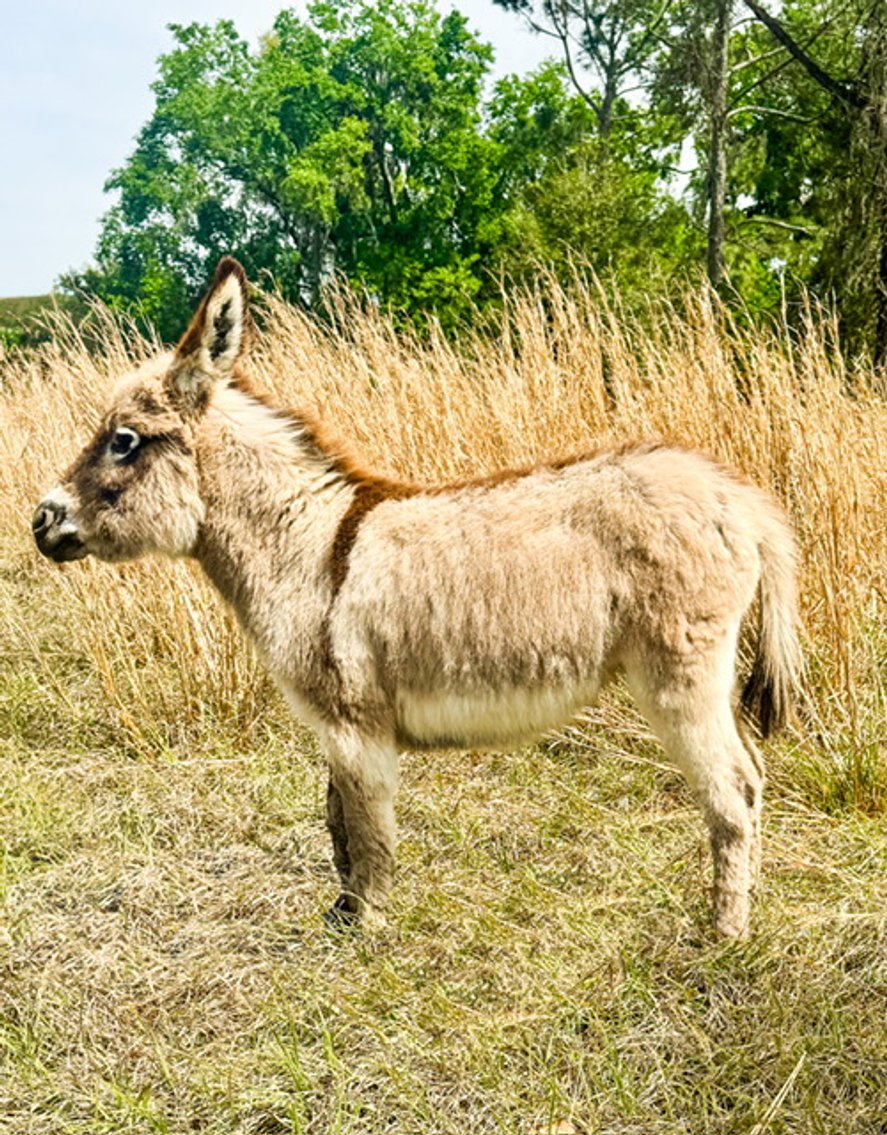Image for Ocala Horse Sale - Saturday, April 19th - Ocala, Florida