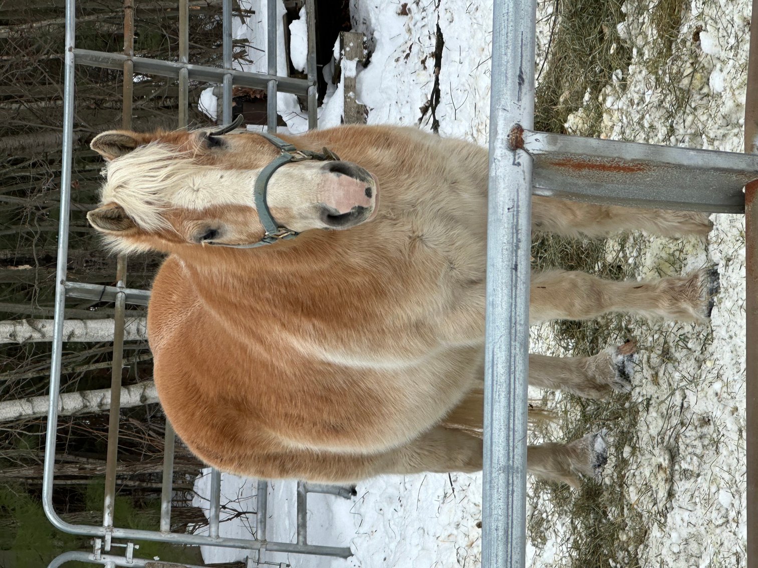 Image for Ocala Horse Sale - Saturday, April 19th - Ocala, Florida