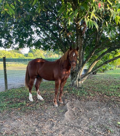 Image for Ocala Horse Sale - Saturday, April 19th - Ocala, Florida