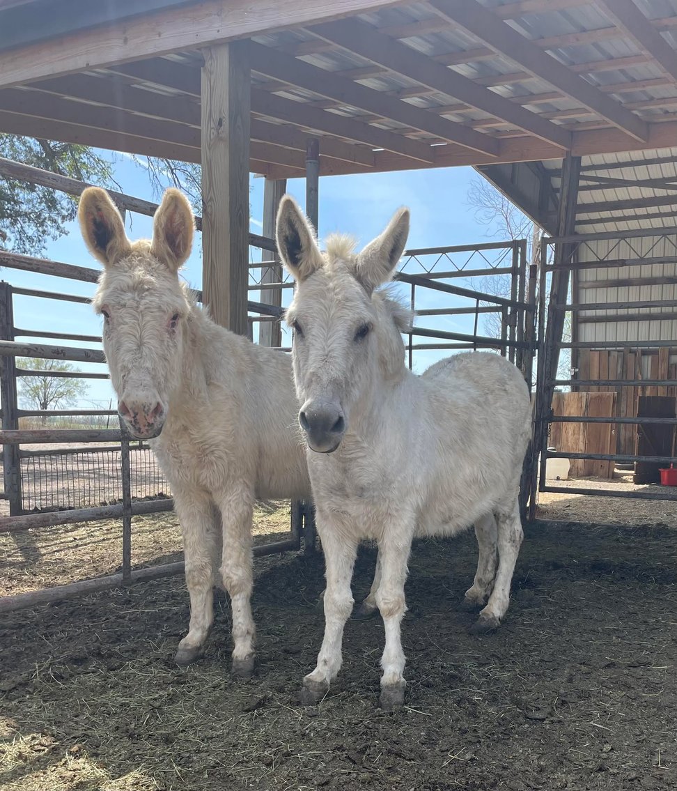 Image for Jones Livestock Auction MONTHLY HORSE & TACK SALE!   SATURDAY, APRIL 12TH!