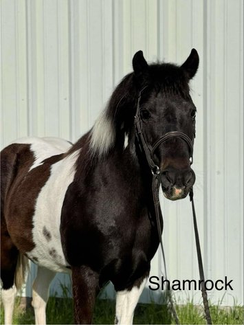 Image for Ocala Horse Sale - Saturday, April 19th - Ocala, Florida