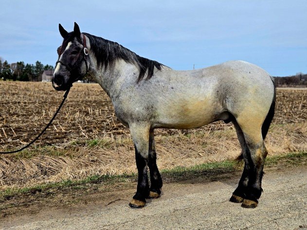 Image for Interstate Regional Stockyards Horse Sale - Cuba, Missouri WEDNESDAY APRIL 16TH