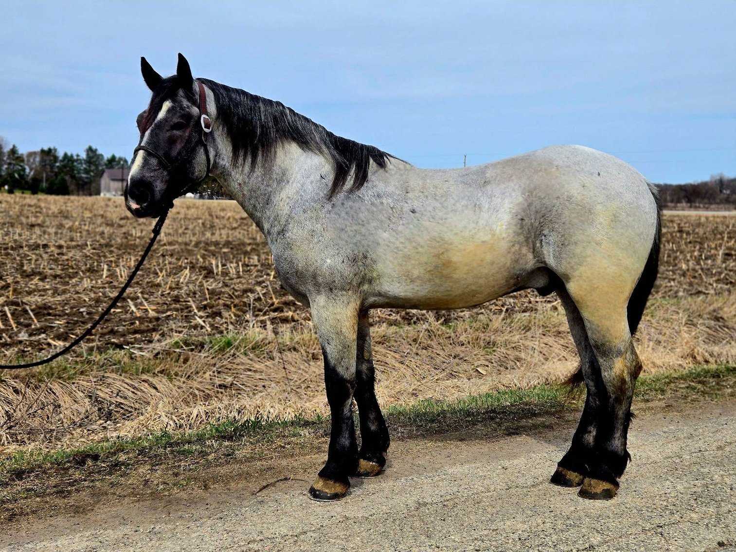 Image for Interstate Regional Stockyards Horse Sale - Cuba, Missouri WEDNESDAY APRIL 16TH