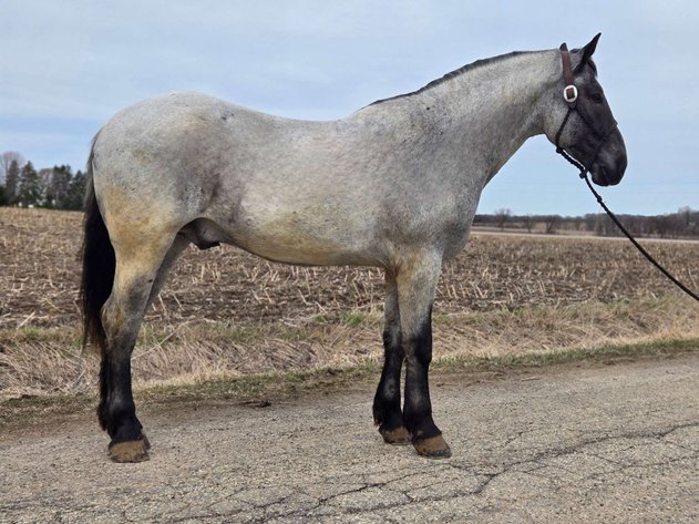 Image for Interstate Regional Stockyards Horse Sale - Cuba, Missouri WEDNESDAY APRIL 16TH