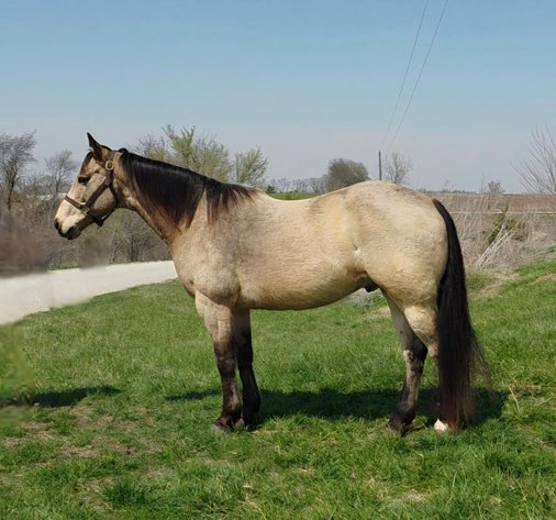 Image for Colfax Iowa Horse Sale EASTER SPECIAL - SUNDAY, APRIL 20TH