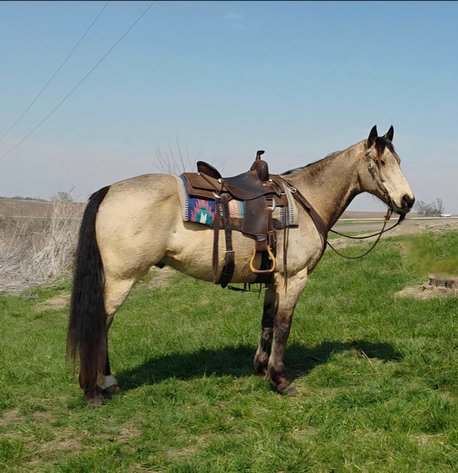 Image for Colfax Iowa Horse Sale EASTER SPECIAL - SUNDAY, APRIL 20TH