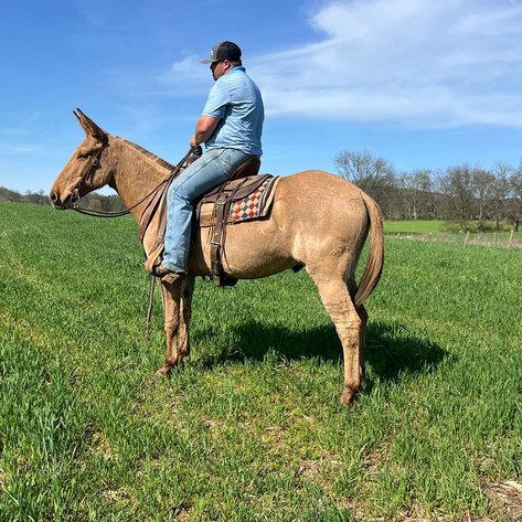 Image for Tennessee Mule Sales - Annual Mule Sale - Reese Bros. Lebanon TN April 26th