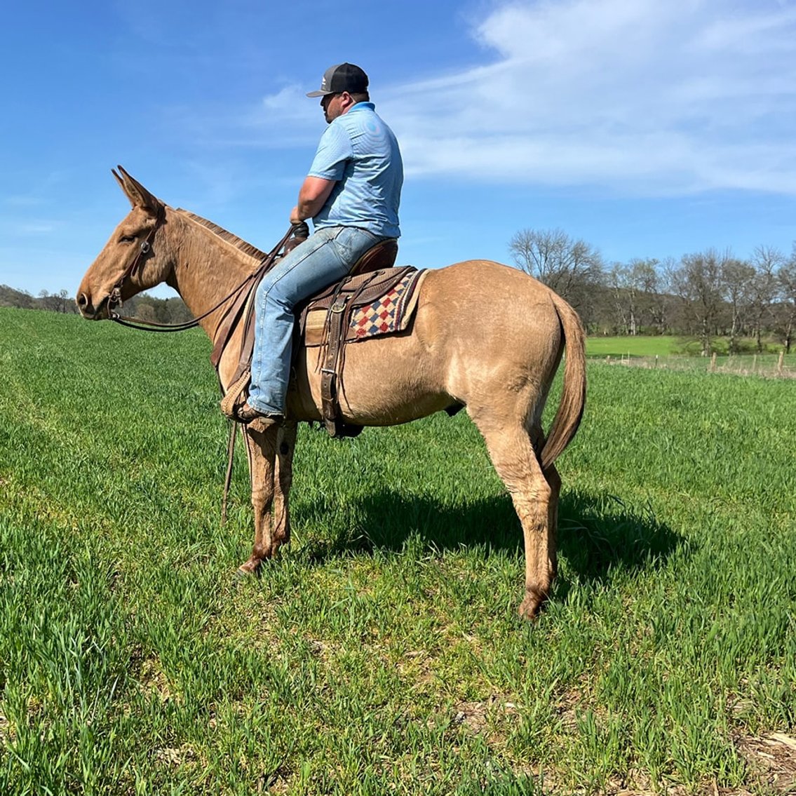 Image for Tennessee Mule Sales - Annual Mule Sale - Reese Bros. Lebanon TN April 26th