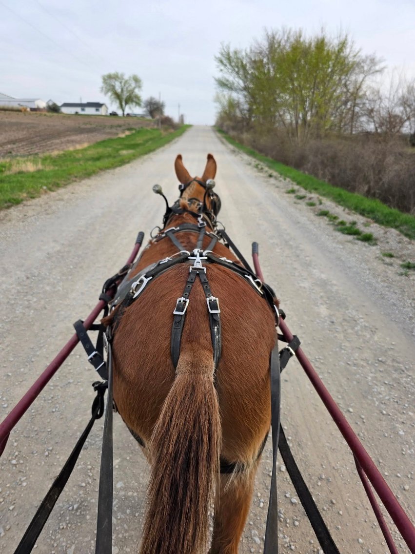 Image for Colfax Iowa Horse Sale EASTER SPECIAL - SUNDAY, APRIL 20TH