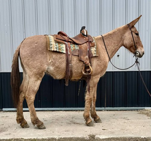 Image for Tennessee Mule Sales - Annual Mule Sale - Reese Bros. Lebanon TN April 26th