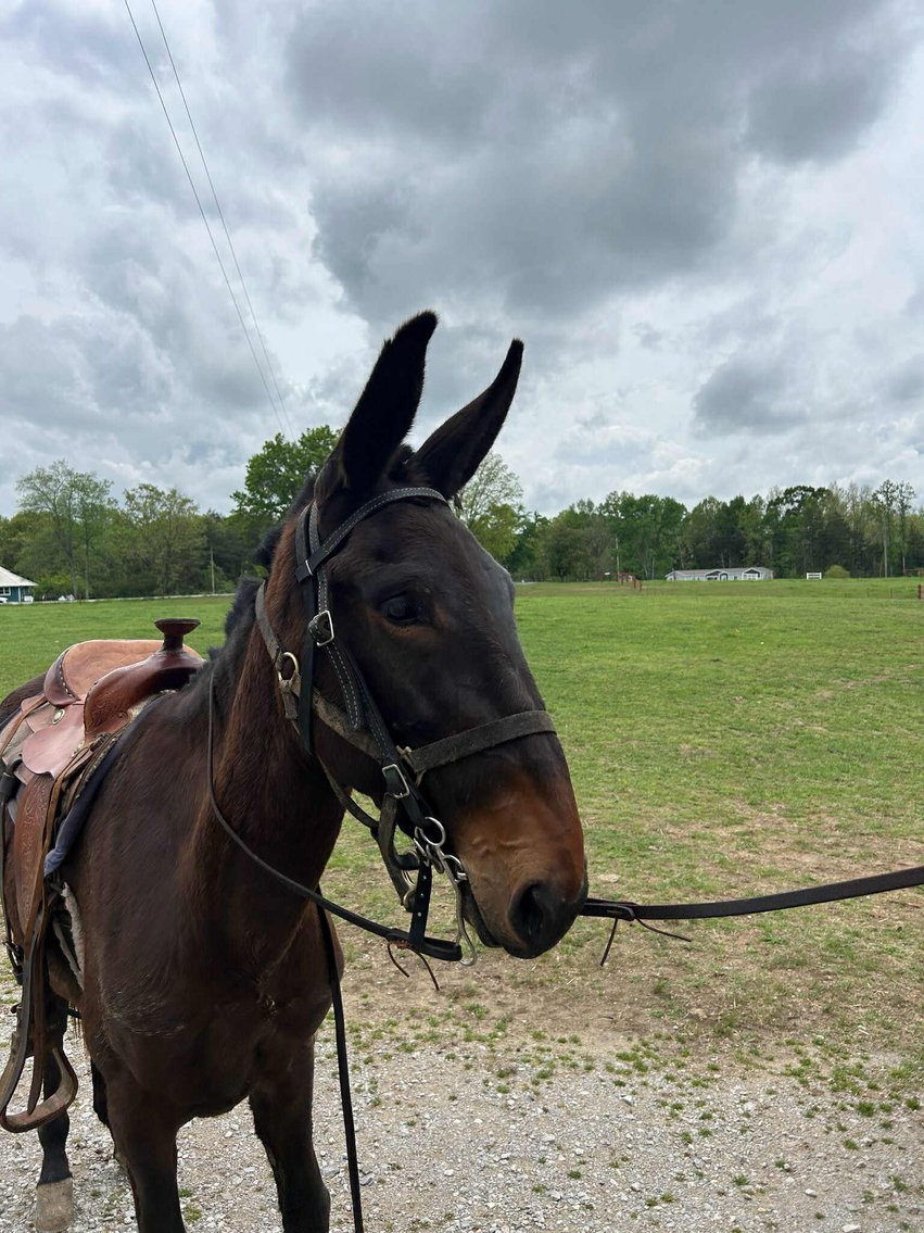 Image for Tennessee Mule Sales - Annual Mule Sale - Reese Bros. Lebanon TN April 26th