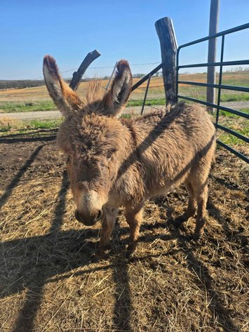 Image for Maryville Horse Sale - SATURDAY, APRIL 26TH - Maryville, Missouri