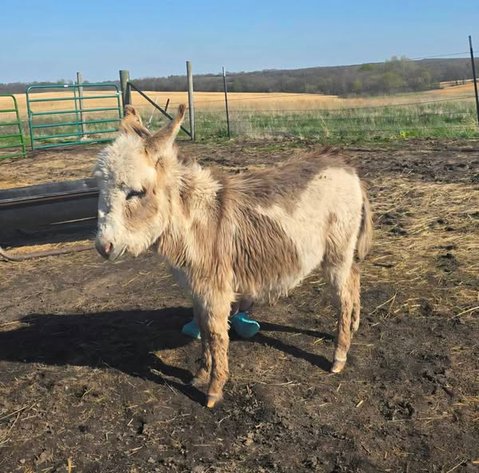 Image for Maryville Horse Sale - SATURDAY, APRIL 26TH - Maryville, Missouri