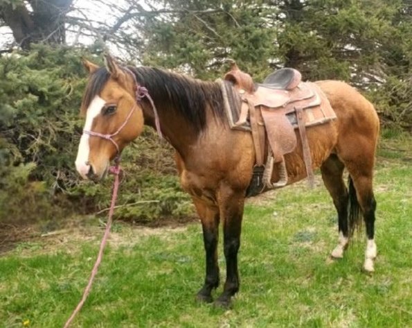 Image for Corsica Horse Sales Catalog Sale *ANNIVERSARY SPECIAL* SATURDAY, MAY 3RD - Corsica, South Dakota