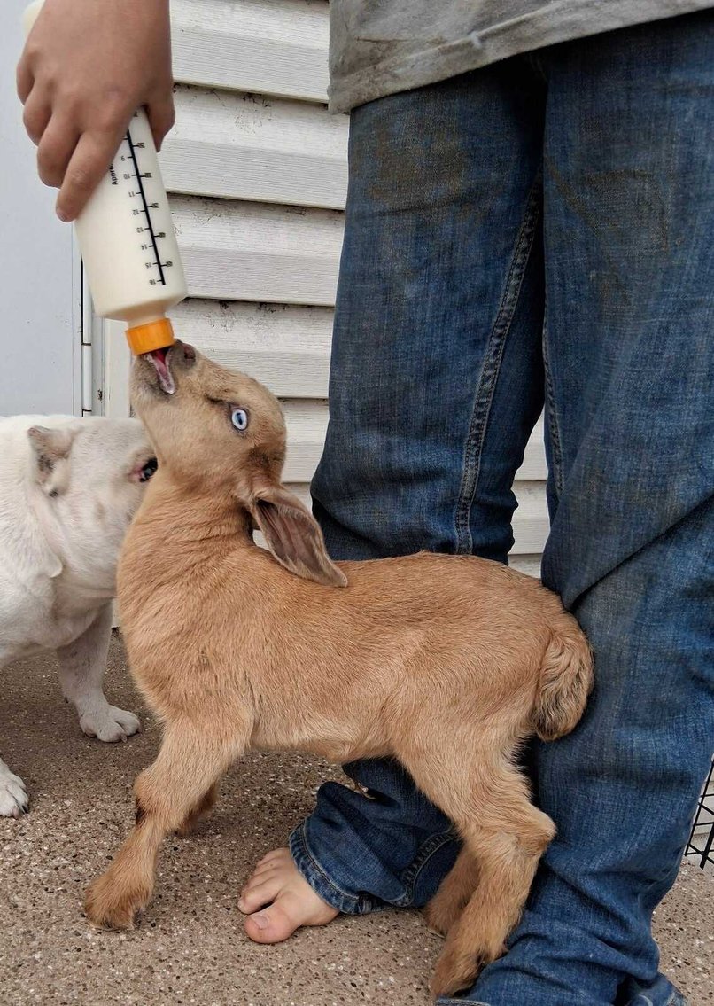 Image for Jones Livestock Auction THURSDAY MAY 1ST -  Jones, Oklahoma