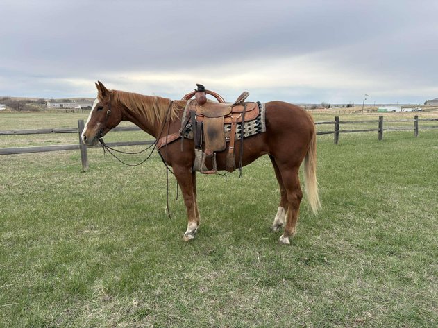 Image for Corsica Horse Sales Catalog Sale *ANNIVERSARY SPECIAL* SATURDAY, MAY 3RD - Corsica, South Dakota