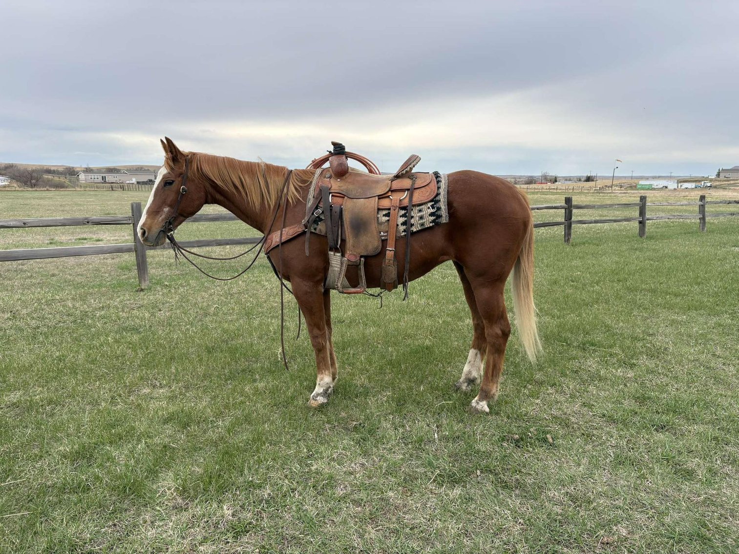 Image for Corsica Horse Sales Catalog Sale *ANNIVERSARY SPECIAL* SATURDAY, MAY 3RD - Corsica, South Dakota