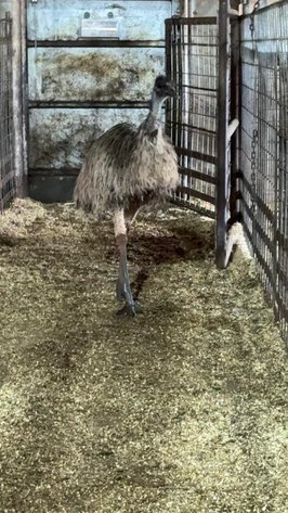 Image for Jones Livestock Auction THURSDAY MAY 1ST -  Jones, Oklahoma