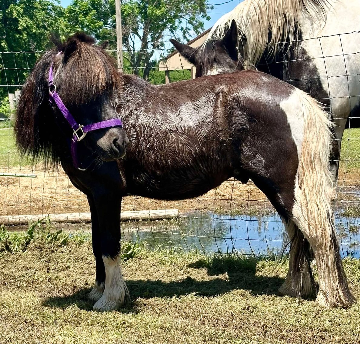 Image for Jones Livestock Auction MONTHLY HORSE & TACK SALE!   SATURDAY, MAY 10TH!