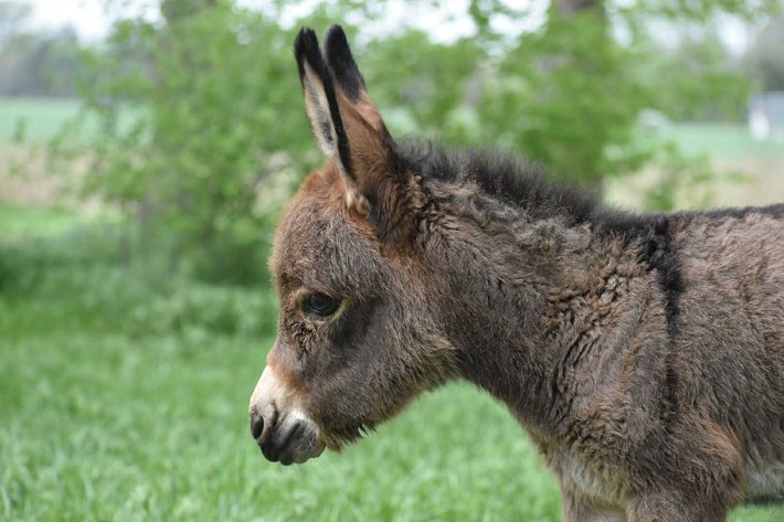 Image for Jones Livestock Auction MONTHLY HORSE & TACK SALE!   SATURDAY, MAY 10TH!