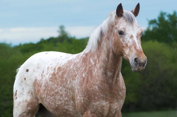 Image for Boonville Livestock Sales Spring Horse Sale - SATURDAY, MAY 24TH - Boonville, MO